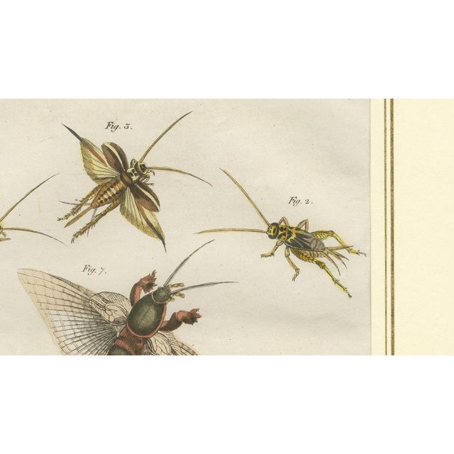 Early 19th Century Antique Crickets and Mole Cricket Engraving by Bertuch, 1807 For Sale - Image 5 of 9