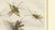 Early 19th Century Antique Crickets and Mole Cricket Engraving by Bertuch, 1807 For Sale - Image 5 of 9