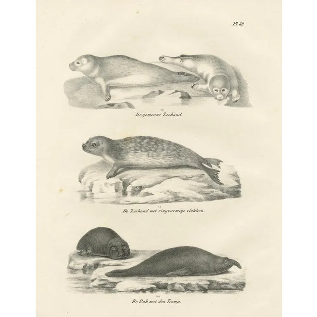 Blue Seals and Elephant Seals in Arctic and Marine Habitat, 1836, Lithograph For Sale - Image 8 of 10