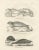 Blue Seals and Elephant Seals in Arctic and Marine Habitat, 1836, Lithograph For Sale - Image 8 of 10