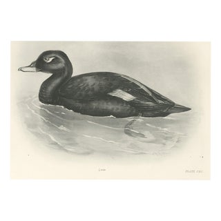 After Lilian Medland, Velvet Scoter, 1909, Print For Sale