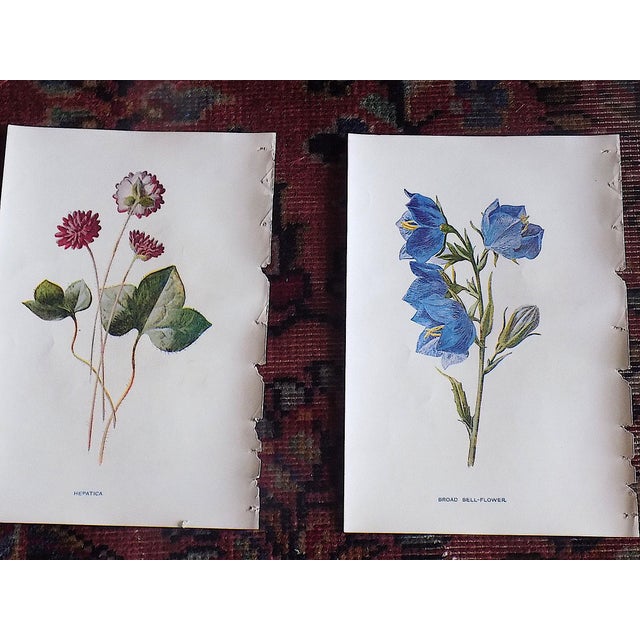 Antique 19th Century Edward Hulme Botanical "Garden Flowers" Lithographs - Set of 12 - Super Price! For Sale - Image 4 of 9