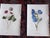 Antique 19th Century Edward Hulme Botanical "Garden Flowers" Lithographs - Set of 12 - Super Price! For Sale - Image 4 of 9