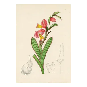 1920s, Gladiolus Print, Plants of South Africa, Original Antique Botanical Print, Lithograph, South Africa