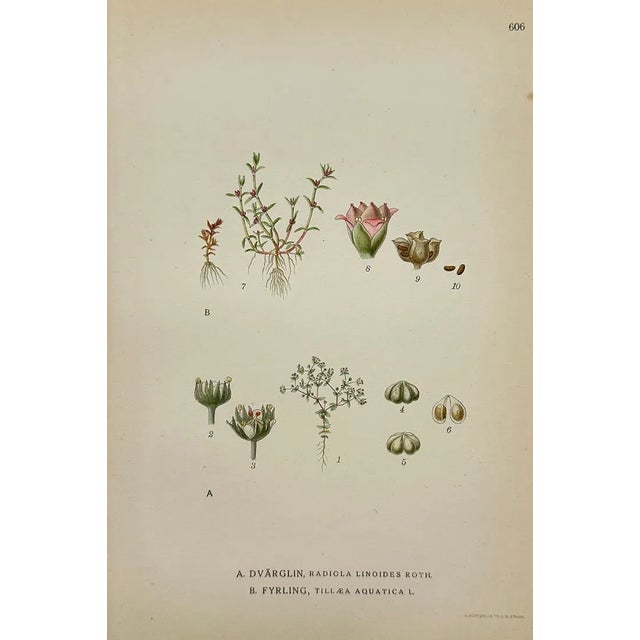 Paper Carl Lindman Botanical Prints – Water Plants, Saxifrage & Alpine (1922), Set of 8 For Sale - Image 7 of 9