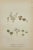 Paper Carl Lindman Botanical Prints – Water Plants, Saxifrage & Alpine (1922), Set of 8 For Sale - Image 7 of 9
