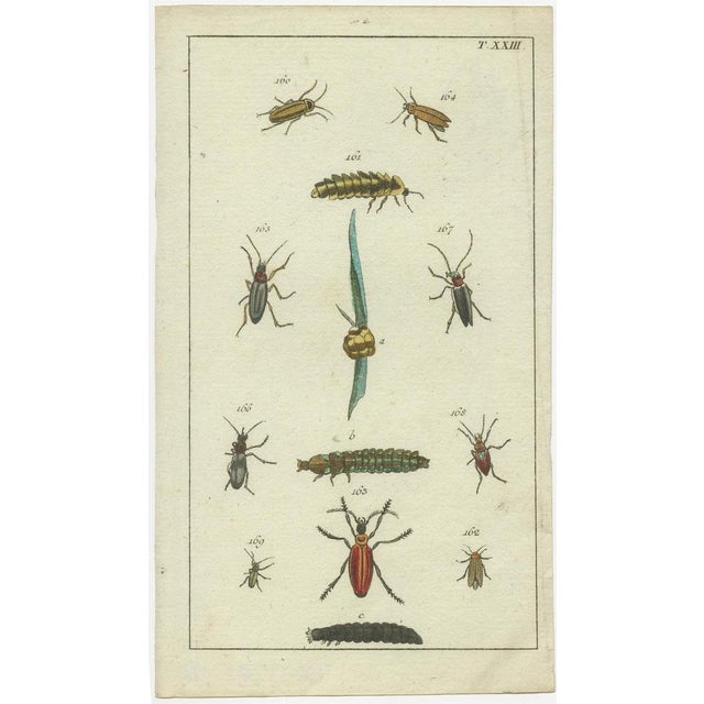 Early 19th Century Gottlieb Tobias Wilhelm, Insects and Plants, 1832, Prints, Set of 4 For Sale - Image 5 of 6