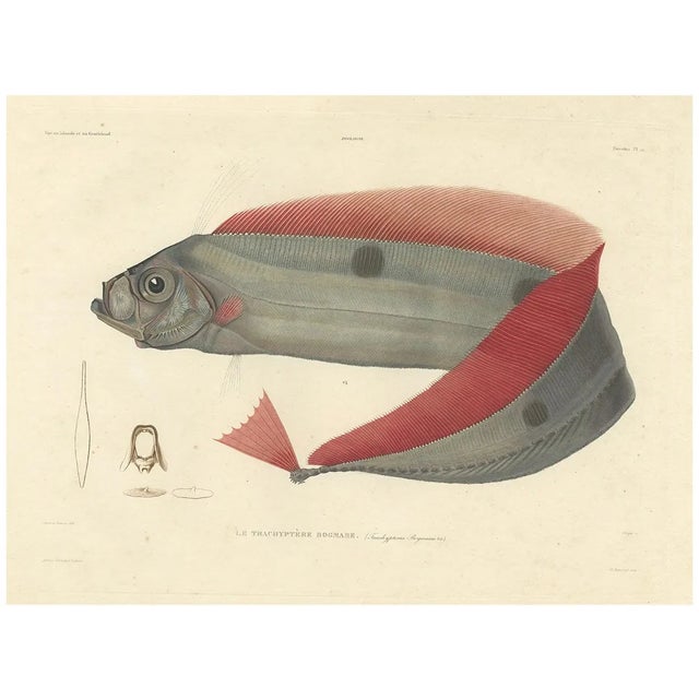 Blanchard, Ribbonfish, Trachypterus Bogmarus, 1845, Hand-Colored Lithograph For Sale