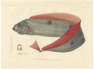 Blanchard, Ribbonfish, Trachypterus Bogmarus, 1845, Hand-Colored Lithograph