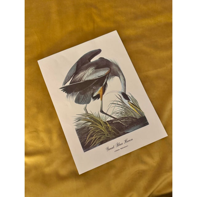 A striking mid-century Audubon bird print depicting the Great Blue Heron (Ardea herodias), after the original artwork by...