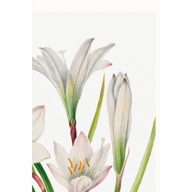 Atamasco Lily, Vintage Botanical Art Print Reproduction by Mary Vaux Walcott, 20" X 30" For Sale In Buffalo - Image 6 of 10