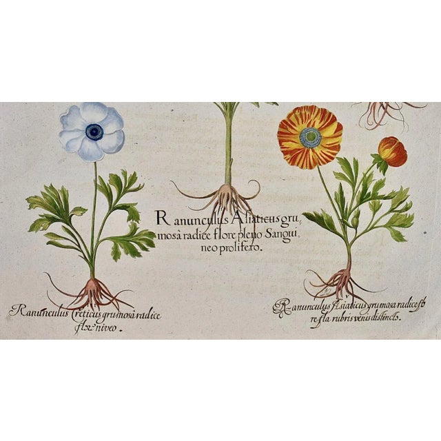 White Basilius Besler Buttercup Flowers: A Besler 18th Century Hand-colored Botanical Engraving, 1713 For Sale - Image 8 of 9