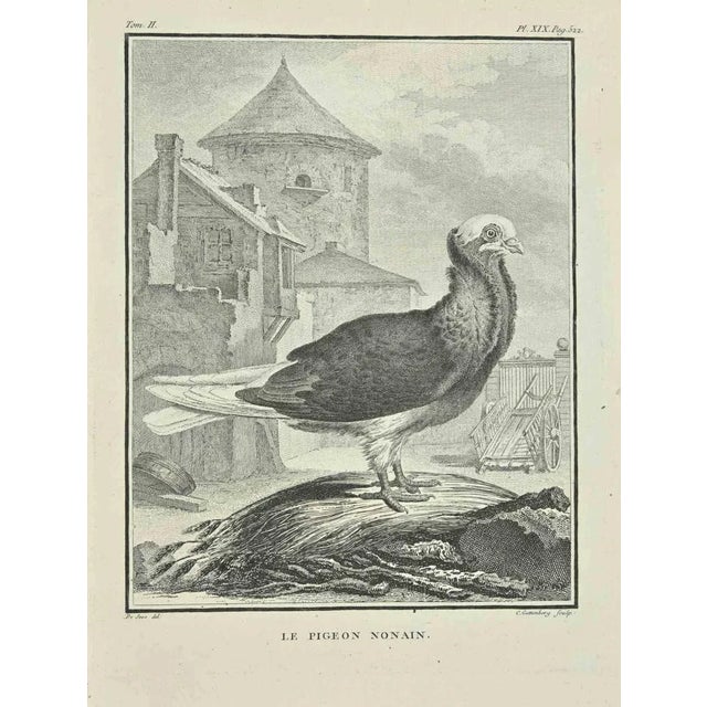 Le Pigeon Nonain is an etching Realized by Carl Guttenberg in 1771. The Artwork Belongs to the Suite "Natural, General and...