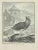 Le Pigeon Nonain is an etching Realized by Carl Guttenberg in 1771. The Artwork Belongs to the Suite "Natural, General and...