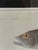 Realism Vintage Zoological Fish Chromolithograph Framed For Sale - Image 3 of 4