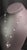 Diamond Akoya Pearl Necklace 14 Karat Gold Certified For Sale - Image 4 of 12