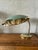 Wood Gooseneck Table Lamp from Hala, 1950s For Sale - Image 7 of 11