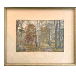 Antique Hand Colored Photo, Forest Landscape. For Sale