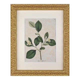 Early 19th Century English Hand Colored Floral Botanical Engraving by William Woodville For Sale