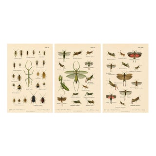 Richard Tümpel, Mantis, Stick Insects & Grasshoppers, 1908, Lithograph, Set of 3 For Sale