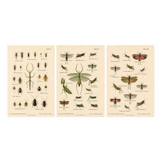 Richard Tümpel, Mantis, Stick Insects & Grasshoppers, 1908, Lithograph, Set of 3 For Sale