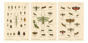 Richard Tümpel, Mantis, Stick Insects & Grasshoppers, 1908, Lithograph, Set of 3