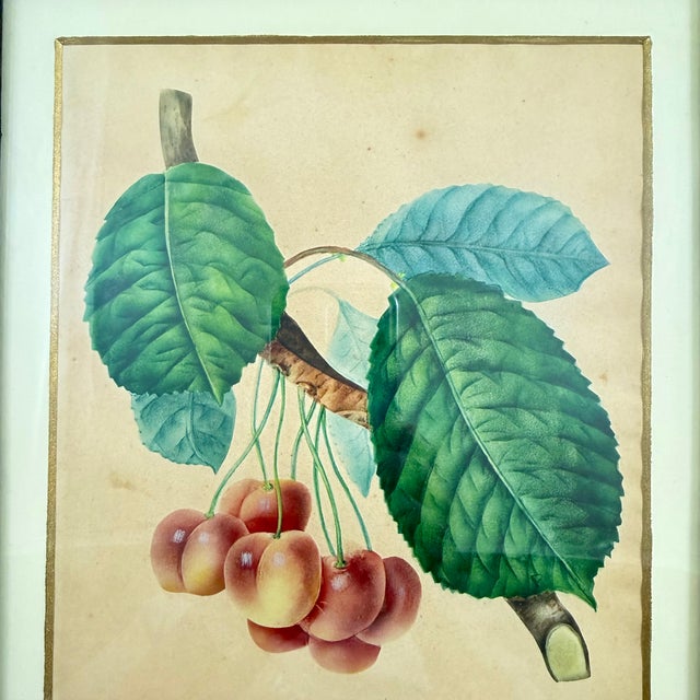 Traditional English Regency Period Watercolored Cherry Print in Hand Painted Lacquered Frame For Sale - Image 3 of 16