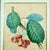 Traditional English Regency Period Watercolored Cherry Print in Hand Painted Lacquered Frame For Sale - Image 3 of 16