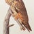 Long-Eared Owl After John J. Audubon, 1966 Cottage Print For Sale In Dallas - Image 6 of 10
