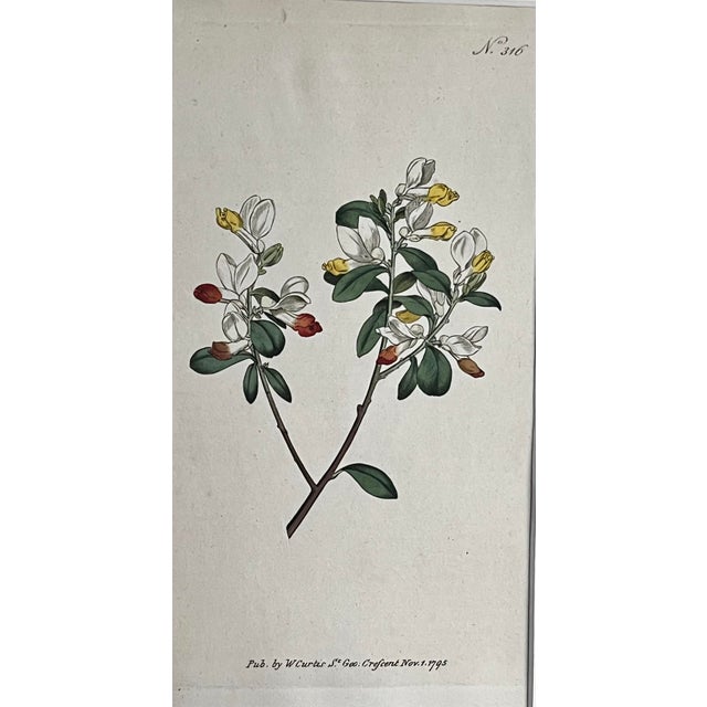 Illustration Antique Original Hand Colored Curtis Floral Botanical Etching For Sale - Image 3 of 7