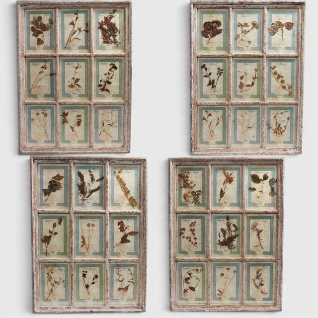 Wood Antique Italian Botanical Collection in a Window Frame For Sale - Image 7 of 7