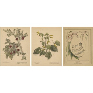 Harris, New Zealand Botanical Studies with Miro & Kawakawa, Hand-Colored Lithographs, 1890, Set of 3 For Sale