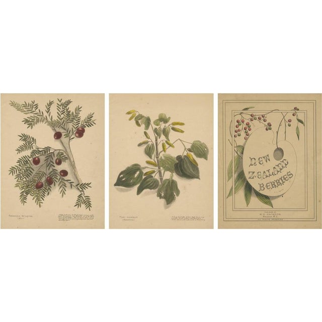 Harris, New Zealand Botanical Studies with Miro & Kawakawa, Hand-Colored Lithographs, 1890, Set of 3 For Sale