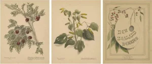 Harris, New Zealand Botanical Studies with Miro & Kawakawa, Hand-Colored Lithographs, 1890, Set of 3