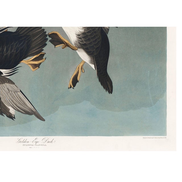 Not Yet Made - Made To Order John James Audubon Golden-Eye Duck From Birds of America, Vintage Art Print Reproduction, 24″ × 18″ For Sale - Image 5 of 10