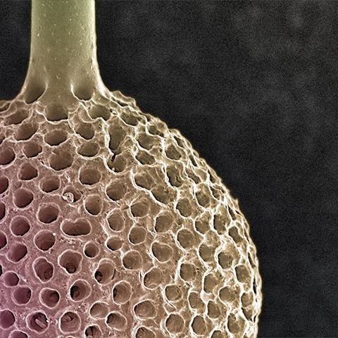 American “Symbolic” Radiolarian Digital Painting by Modernist Andrew Leonard For Sale - Image 3 of 6