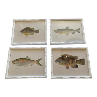 Set of Four Fish Print Chromoliograph by Sherman Foote Denton For Sale