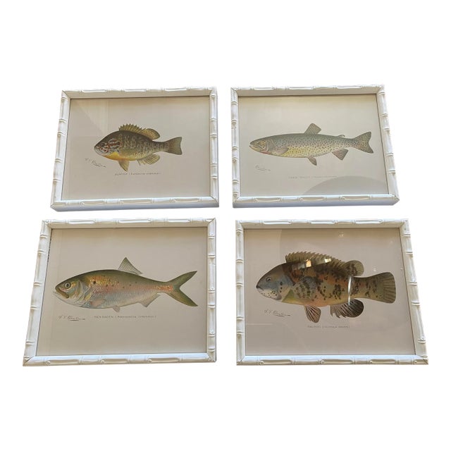 Set of Four Fish Print Chromoliograph by Sherman Foote Denton For Sale