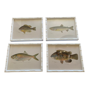Set of Four Fish Print Chromoliograph by Sherman Foote Denton
