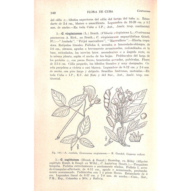 Paper "Flora De Cuba Volumen II Dicoteledoneas: Casuarinaceas a Meliaceas" 1951 Hno. Leon Y Hno. Alain For Sale - Image 7 of 11