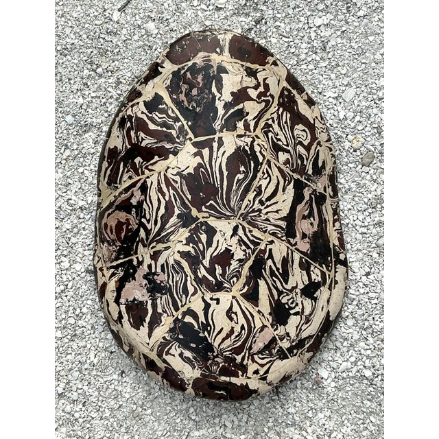 Vintage Boho Artisanal Pigmented Plaster Scagliola Turtle Shell For Sale - Image 10 of 12