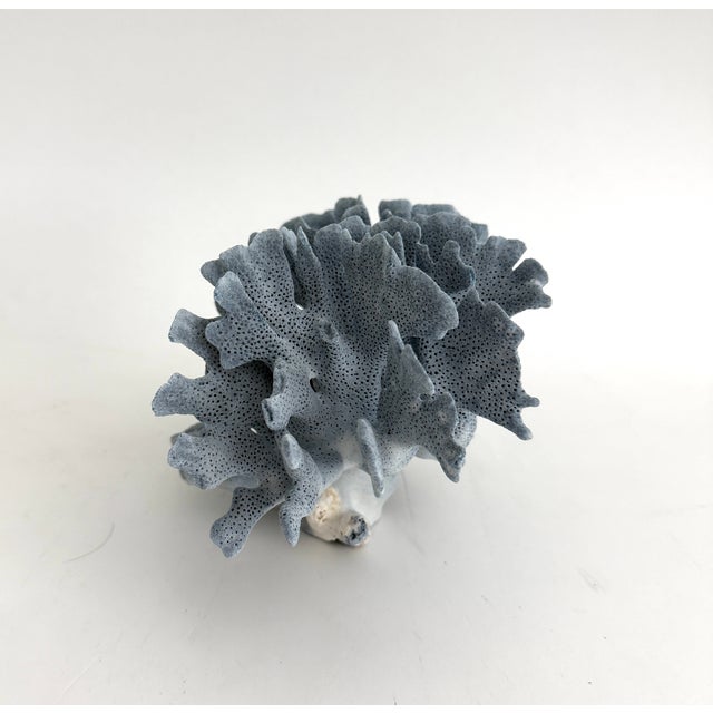 Natural Blue Coral Specimen For Sale In Los Angeles - Image 6 of 6