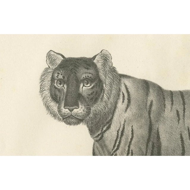 Majestic Striped or Royal Tiger, 1836, Lithograph For Sale - Image 4 of 10