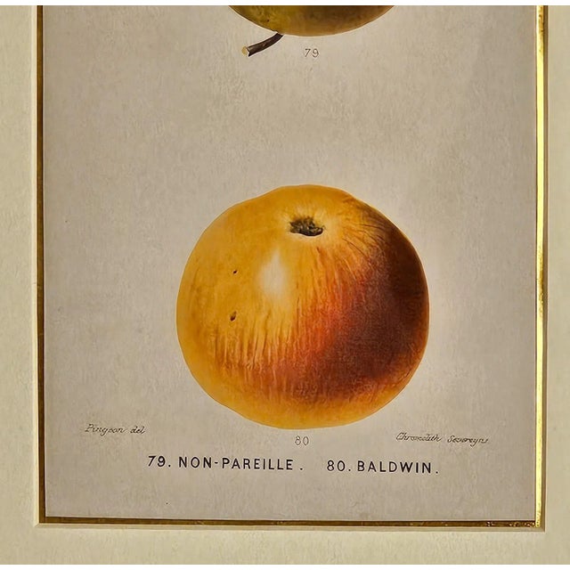 Realism French Fruit Engraving, 19th Century For Sale - Image 3 of 4