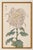 Blush Mum by Hasegawa, Vintage Japanese Botanical Art Print, 20" X 30" For Sale In Buffalo - Image 6 of 10
