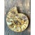 Vintage Fossilized Ammonite Specimen For Sale - Image 10 of 12