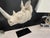 Large Realistic Rhinoceros Head Bust Sculpture on Metal Stand For Sale - Image 10 of 12