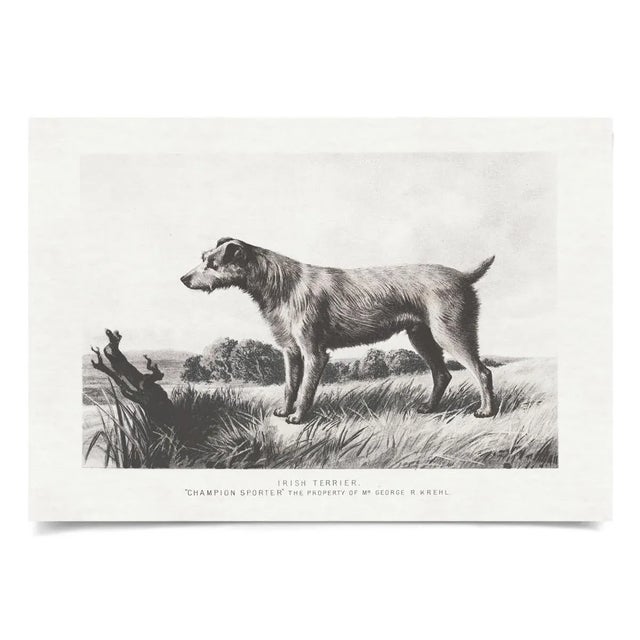 Contemporary Cassell Dogs; Irish Terrier, Unframed Artwork For Sale - Image 3 of 3