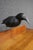 Wood Folk Art Crow Decoys – Set of Three For Sale - Image 7 of 18