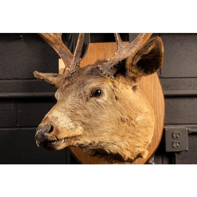 Late 20th Century White Tailed Deer Buck Taxidermy Shoulder Mount For Sale - Image 5 of 9